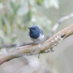 Myiagra rubecula at Stromlo, ACT - 13 Nov 2021