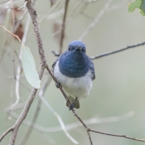 Myiagra rubecula at Stromlo, ACT - 13 Nov 2021