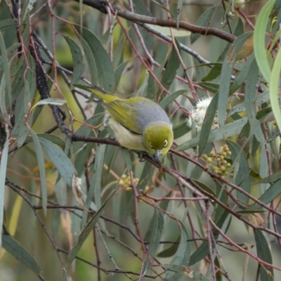 Zosterops lateralis (Silvereye) at Stromlo, ACT - 13 Nov 2021 by trevsci