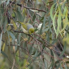 Zosterops lateralis at Stromlo, ACT - 13 Nov 2021