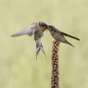 Hirundo neoxena at Stromlo, ACT - 13 Nov 2021