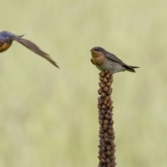 Hirundo neoxena at Stromlo, ACT - 13 Nov 2021