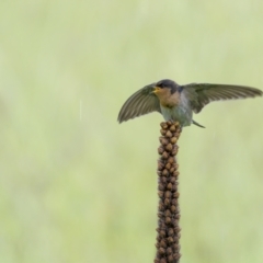 Hirundo neoxena at Stromlo, ACT - 13 Nov 2021 02:29 PM