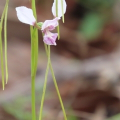 Diuris dendrobioides (Late Mauve Doubletail) at Paddys River, ACT - 14 Nov 2021 by SandraH