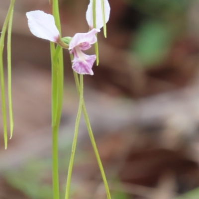 Diuris dendrobioides (Late Mauve Doubletail) at Kambah Pool - 14 Nov 2021 by SandraH