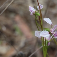 Diuris dendrobioides at suppressed - 15 Nov 2021