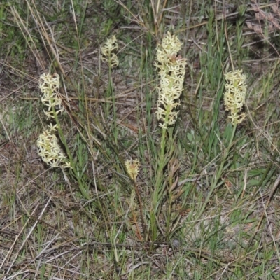Stackhousia monogyna (Creamy Candles) at Conder, ACT - 11 Oct 2021 by MichaelBedingfield
