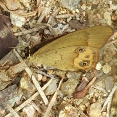 Hypocysta metirius (Brown Ringlet) at Merimbula, NSW - 15 Nov 2021 by LD12