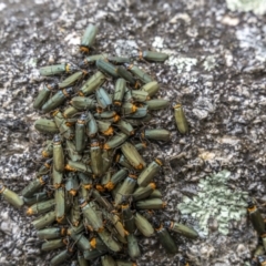 Chauliognathus lugubris (Plague Soldier Beetle) at Paddys River, ACT - 13 Nov 2021 by trevsci