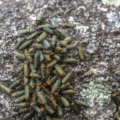Chauliognathus lugubris (Plague Soldier Beetle) at Tidbinbilla Nature Reserve - 13 Nov 2021 by trevsci