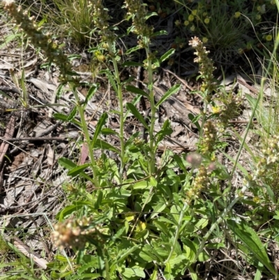 Gamochaeta impatiens (A cudweed) at Griffith Woodland - 15 Nov 2021 by AlexKirk