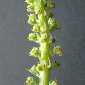 Reseda luteola at Acton, ACT - 15 Nov 2021 01:27 PM