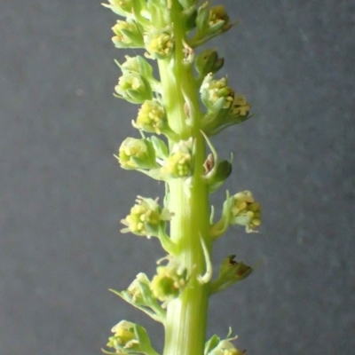 Reseda luteola (Weld) at ANBG - 15 Nov 2021 by RWPurdie