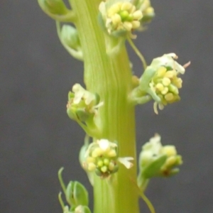 Reseda luteola at Acton, ACT - 15 Nov 2021 01:27 PM