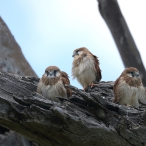 Falco cenchroides at Pialligo, ACT - suppressed