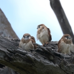 Falco cenchroides (Nankeen Kestrel) at Pialligo, ACT - 2 Nov 2021 by jbromilow50