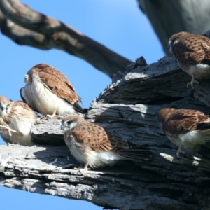 Falco cenchroides at Pialligo, ACT - 2 Nov 2021