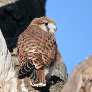 Falco cenchroides at Pialligo, ACT - 2 Nov 2021