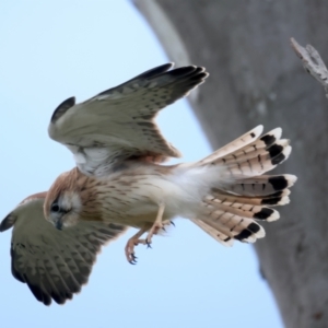 Falco cenchroides at Pialligo, ACT - suppressed