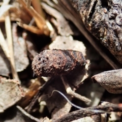 Cryptocephalinae (sub-family) (A case-bearing leaf beetle) at Mount Painter - 23 Oct 2021 by CathB