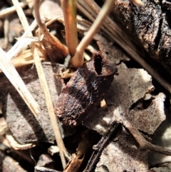 Cryptocephalinae (sub-family) at Cook, ACT - 24 Oct 2021