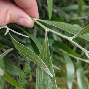 Acacia melanoxylon at suppressed - suppressed