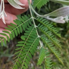 Acacia melanoxylon at Cudgewa, VIC - 7 Nov 2021
