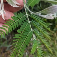 Acacia melanoxylon at Cudgewa, VIC - suppressed