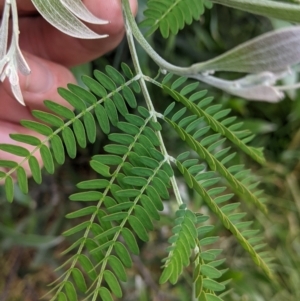 Acacia melanoxylon at Cudgewa, VIC - 7 Nov 2021