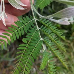 Acacia melanoxylon at Cudgewa, VIC - suppressed