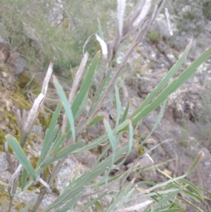 Bossiaea grayi at Strathnairn, ACT - 15 Nov 2021