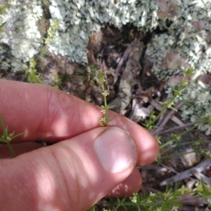 Galium gaudichaudii at Stromlo, ACT - 15 Nov 2021