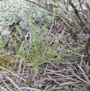 Galium gaudichaudii at Stromlo, ACT - 15 Nov 2021