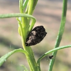 Cryptocephalinae (sub-family) (A case-bearing leaf beetle) at Aranda Bushland - 30 Oct 2021 by CathB