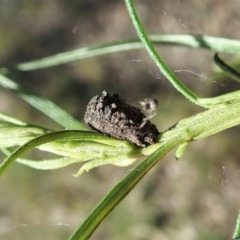 Cryptocephalinae (sub-family) at Molonglo Valley, ACT - 30 Oct 2021 04:05 PM