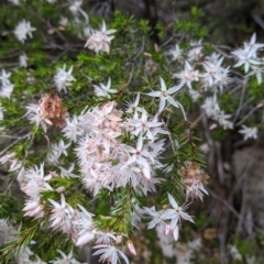 Calytrix tetragona (Common Fringe-myrtle) at Beechworth, VIC - 13 Nov 2021 by Darcy