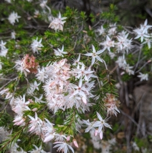 Calytrix tetragona at Beechworth, VIC - 13 Nov 2021 03:21 PM