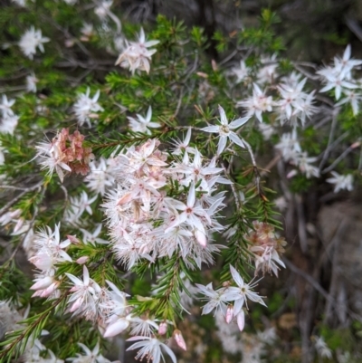 Calytrix tetragona (Common Fringe-myrtle) at Beechworth Historic Park - 13 Nov 2021 by Darcy