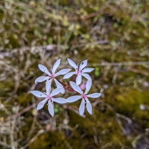 Burchardia umbellata at Beechworth, VIC - 13 Nov 2021