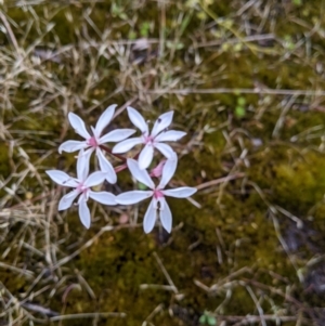 Burchardia umbellata at Beechworth, VIC - 13 Nov 2021 03:27 PM