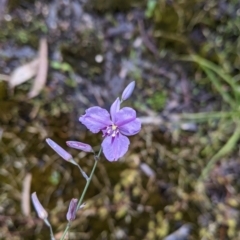 Arthropodium strictum (Chocolate Lily) at Beechworth Historic Park - 13 Nov 2021 by Darcy