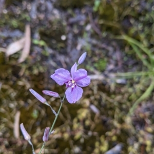 Arthropodium strictum at Beechworth, VIC - 13 Nov 2021 03:27 PM