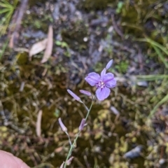 Arthropodium strictum at Beechworth, VIC - 13 Nov 2021