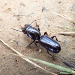 Carenum tinctilatum (Digger carab beetle) at Mount Painter - 7 Nov 2021 by CathB