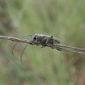 Phytoecia coerulescens at Cook, ACT - 5 Nov 2021