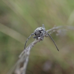 Phytoecia coerulescens at Cook, ACT - 5 Nov 2021