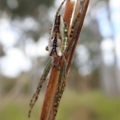 Plebs bradleyi (Enamelled spider) at Mount Painter - 25 Oct 2021 by CathB