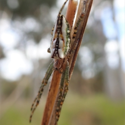 Plebs bradleyi (Enamelled spider) at Cook, ACT - 25 Oct 2021 by CathB