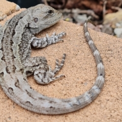 Amphibolurus muricatus (Jacky Lizard) at Isaacs, ACT - 15 Nov 2021 by Mike