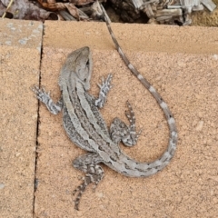 Amphibolurus muricatus at Isaacs, ACT - 15 Nov 2021